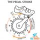 The pedal stroke